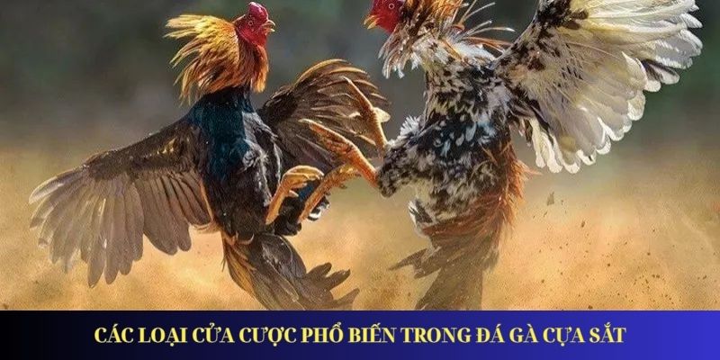 Các loại cửa cược phổ biến trong đá gà cựa sắt