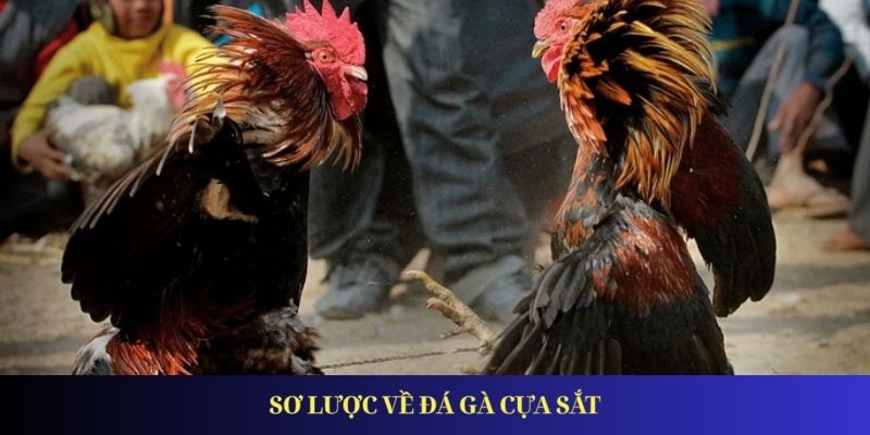Sơ lược về đá gà cựa sắt