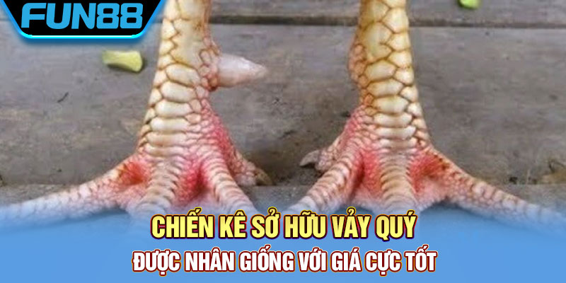 Vảy Gà Quý - Tổng Hợp Một Số Loại Vảy Chất Lượng Hiện Nay Chiến kê sở hữu vảy quý được nhân giống với giá cực tốt