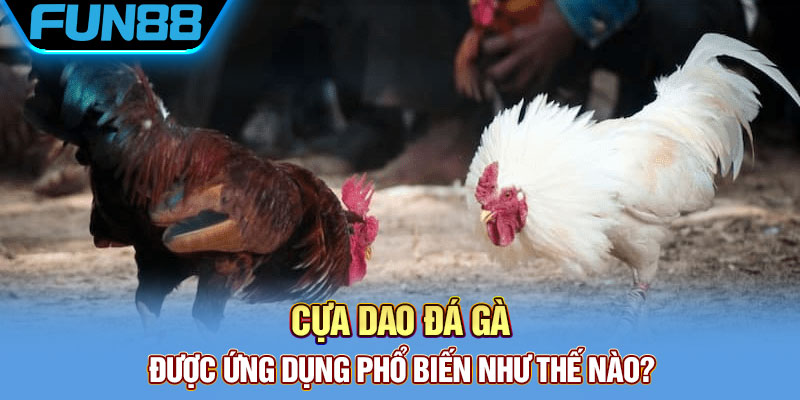 Cựa dao đá gà được ứng dụng phổ biến như thế nào?