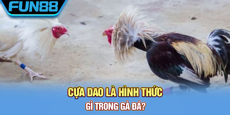 Cựa dao là hình thức gì trong gà đá?