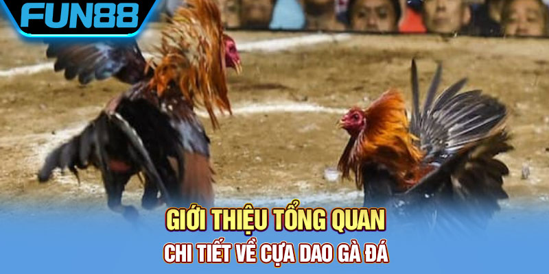 Giới thiệu tổng quan chi tiết về cựa dao gà đá