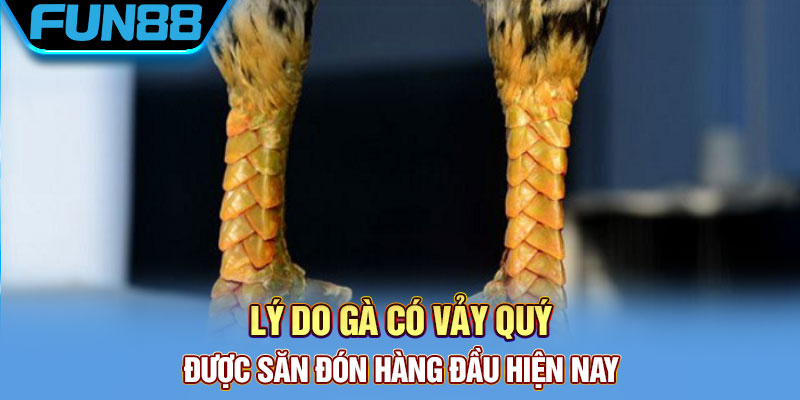 Vảy Gà Quý - Tổng Hợp Một Số Loại Vảy Chất Lượng Hiện Nay Lý do gà có vảy quý được săn đón hàng đầu hiện nay