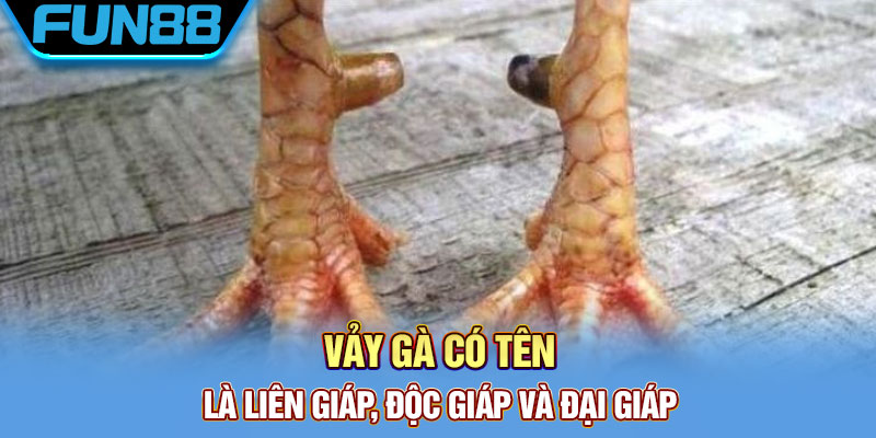 Vảy Gà Quý - Tổng Hợp Một Số Loại Vảy Chất Lượng Hiện Nay Vảy gà có tên là liên giáp, độc giáp và đại giáp