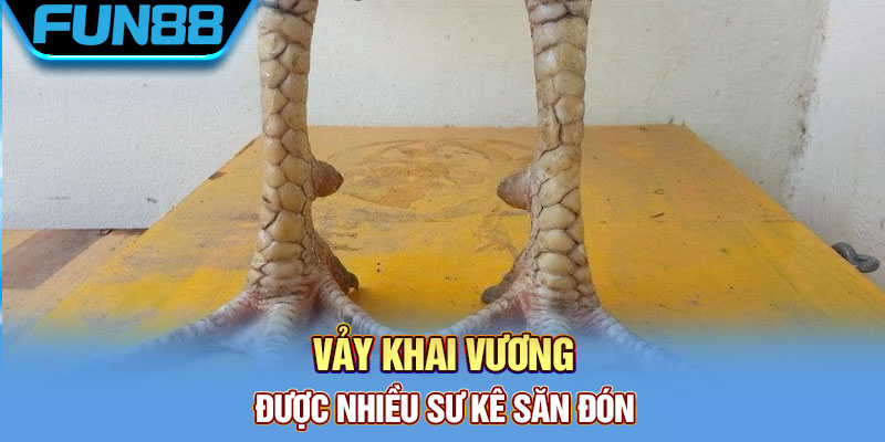 Vảy Gà Quý - Tổng Hợp Một Số Loại Vảy Chất Lượng Hiện Nay Vảy khai vương được nhiều sư kê săn đón